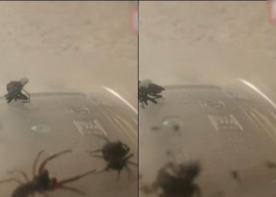 阿森纳出手欲掘莉场